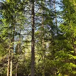 Quiet Lakeside Forest Escape Chalet