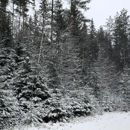 Quiet Lakeside Forest Escape *